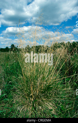 TUFTED HAIR-GRASS Deschampsia cespitosa Banque D'Images
