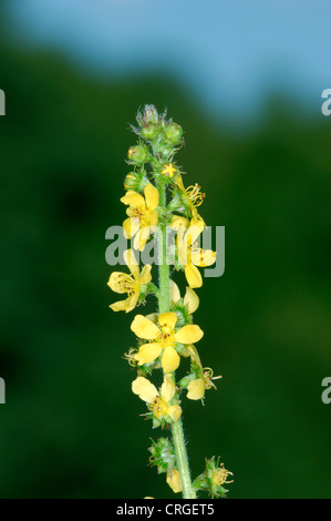 Aigremoine Agrimonia eupatoria (Rosacées) Banque D'Images