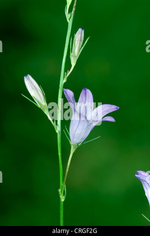 RAMPION BELLFLOWER Campanula rapunculus Banque D'Images