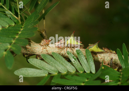 Thorn Tree hopper larves, Umbonia crassicornis, imite les épines d'une plante dans l'espoir d'éviter les prédateurs. Différentes couleurs à travers les larves Banque D'Images