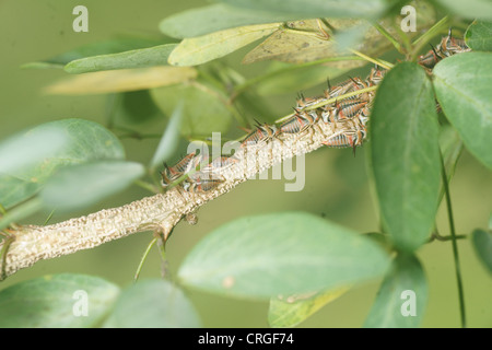 Thorn Tree hopper larves, Umbonia crassicornis, imite les épines d'une plante dans l'espoir d'éviter les prédateurs. Différentes couleurs à travers les larves Banque D'Images