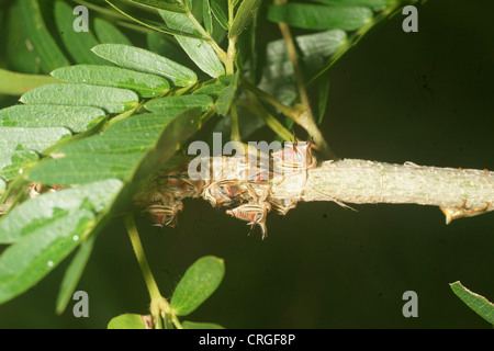 Thorn Tree hopper larves, Umbonia crassicornis, imite les épines d'une plante dans l'espoir d'éviter les prédateurs. Différentes couleurs à travers les larves Banque D'Images