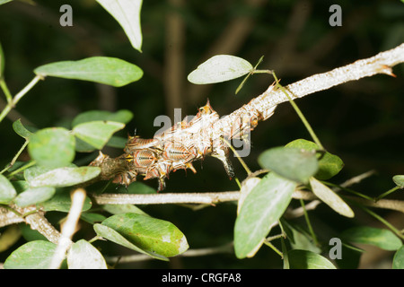 Thorn Tree hopper larves, Umbonia crassicornis, imite les épines d'une plante dans l'espoir d'éviter les prédateurs. Différentes couleurs à travers les larves Banque D'Images