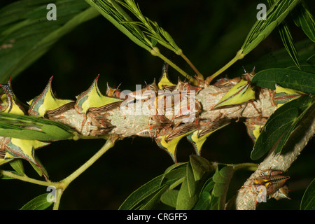 Thorn Tree hopper larves, Umbonia crassicornis, imite les épines d'une plante dans l'espoir d'éviter les prédateurs. Différentes couleurs à travers les larves Banque D'Images