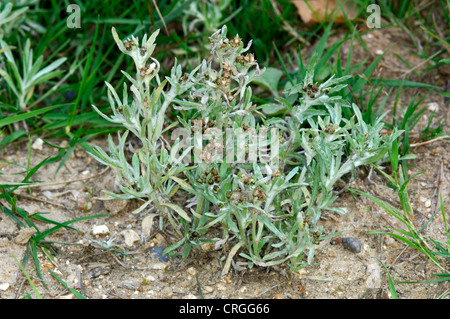 Gnaphale des marais Gnaphalium uliginosum (Asteraceae) Banque D'Images