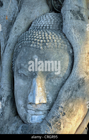 Bo Tree (Ficus religiosa), Grès tête d'une statue de bouddha entre les racines d'un figuier, de la Thaïlande, Ayutthaya, Wat Mahathat Banque D'Images