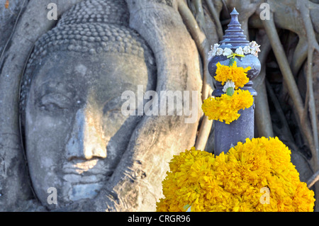 Bo Tree (Ficus religiosa), Grès tête d'une statue de bouddha entre les racines d'un figuier, décorées avec des fleurs jaunes, de la Thaïlande, Ayutthaya, Wat Mahathat Banque D'Images