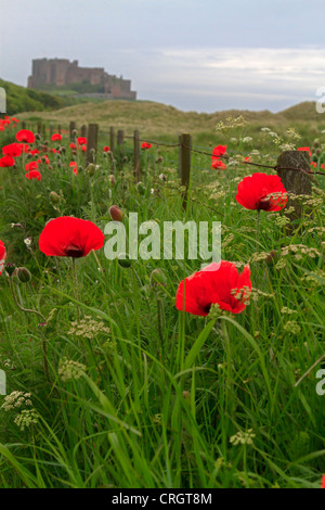 Les coquelicots au bord de la route dans le Northumberland. Château de Bamburgh peut être vu dans la distance. Banque D'Images