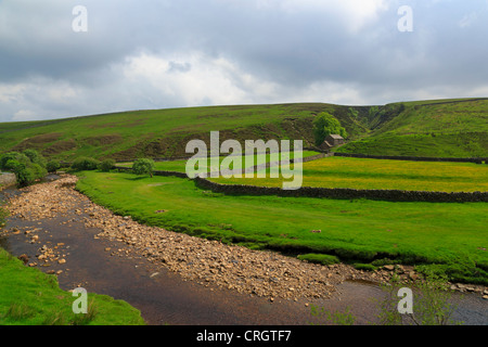 Une rivière serpente passé un champ de renoncules et grange en pierre dans un pli du paysage, Swaledale, Yorkshire du Nord Banque D'Images