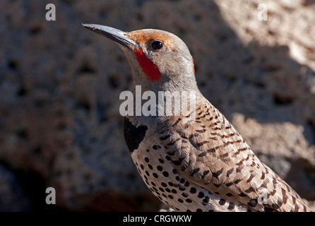 Le Pic flamboyant (Colaptes auratus) homme Red-Shafted close-up par un petit étang de Cabin Lake, Oregon, USA en Juin Banque D'Images