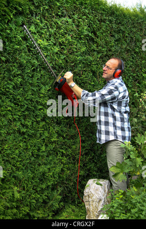 Cèdre (Thuja spec.), man cutting thujas Banque D'Images