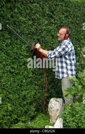 Cèdre (Thuja spec.), man cutting thujas Banque D'Images