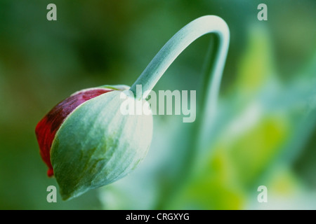 Papaver somniferum, coquelicot, le pavot à opium Banque D'Images