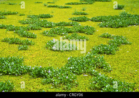 Jacinthe d'eau dans l'étang. Banque D'Images