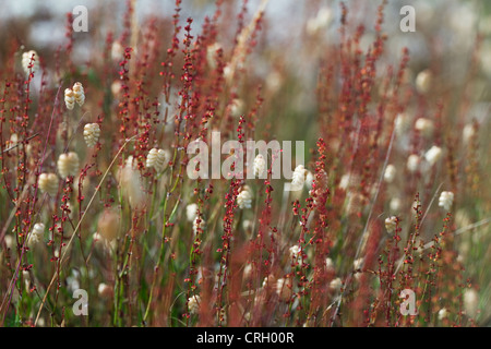 Briza media, quaking grass Banque D'Images