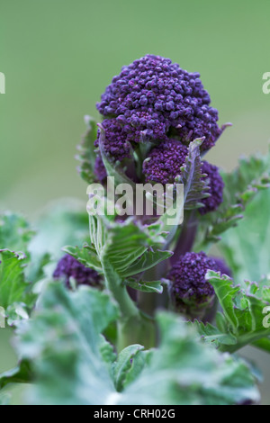 Botrytis Brassica oleracea italica, brocoli, Purple Sprouting brocoli Banque D'Images