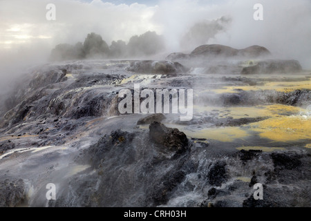 Scène primitive au Te Puia zone géothermique, Rotorua, Nouvelle-Zélande 4 Banque D'Images