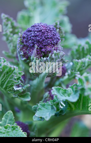 Botrytis Brassica oleracea italica, brocoli, Purple Sprouting brocoli Banque D'Images