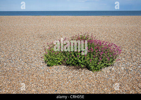 Centranthus ruber, la valériane, la valériane rouge Banque D'Images