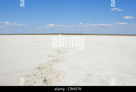 Empreintes animales trail dans un lit de sel sec Banque D'Images