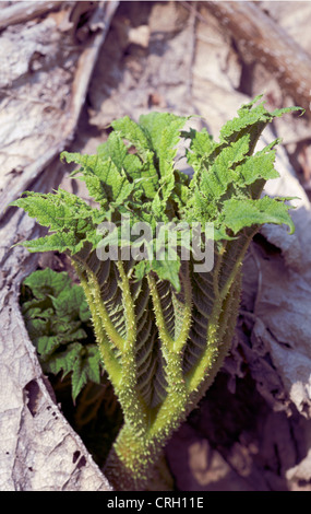 Gunnera manicata Gunnera, Banque D'Images