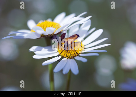 Leucanthemum vulgare, Daisy, la grande marguerite Banque D'Images