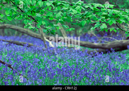 Hyacinthoides non-scripta, bois Bluebell Banque D'Images