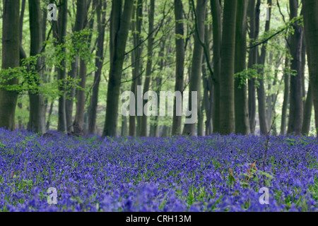 Hyacinthoides non-scripta, bois Bluebell Banque D'Images