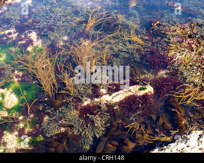 Les algues, Cornwall, UK Banque D'Images