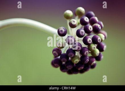 Fatsia japonica, Fatsia Banque D'Images