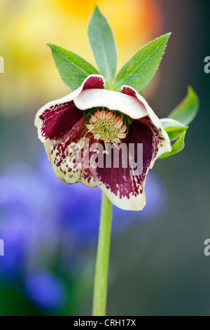 Helleborus hybridus, Hellebore Banque D'Images