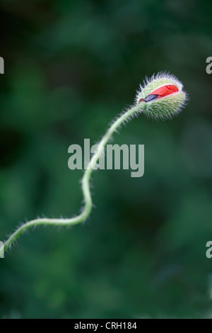 Papaver rhoeas, Coquelicot Banque D'Images