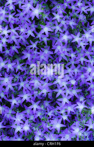 Campanula poscharskyana campanule, Campanula, Banque D'Images