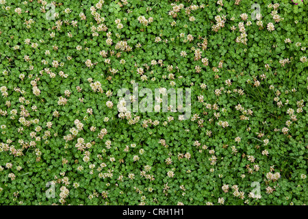 Trifolium repens, trèfle, trèfle blanc Banque D'Images