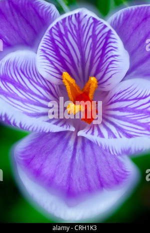 Crocus vernus 'Pickwick', le crocus Banque D'Images