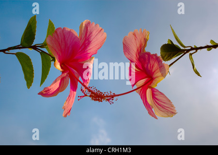 Hibiscus rosa-sinensis, la mauve rose, deux fleurs rouges entrelacés avec la stigmatisation contre un ciel bleu. Banque D'Images