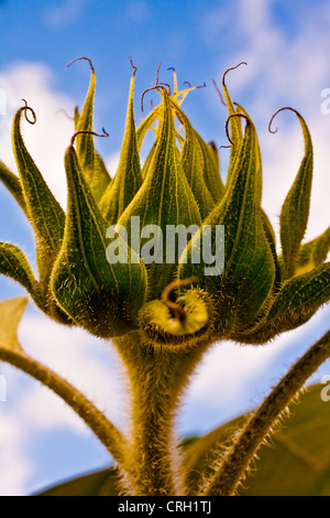 Helianthus annuus 'Russian Giant', tournesol Banque D'Images