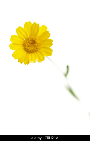 Anthemis tinctoria camomille jaune, Banque D'Images