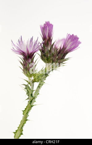 Cirsium palustre, Marsh thistle Banque D'Images