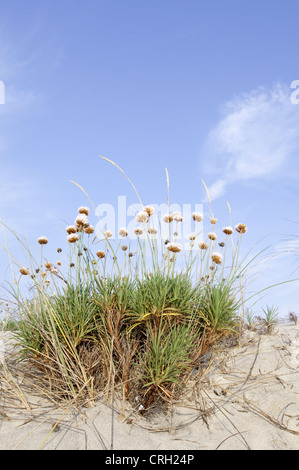 Armeria maritima, l'épargne, rose de la mer Banque D'Images