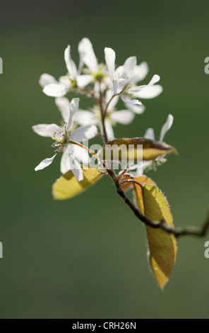 L'Amelanchier lamarckii, Snowy mespilus, blanc fleur grappe sur le bout de la branche. Banque D'Images