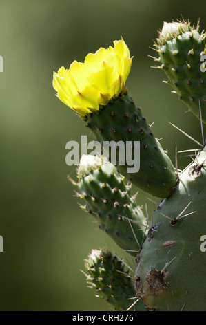 Opuntia robusta, cactus, cactus de roue Banque D'Images