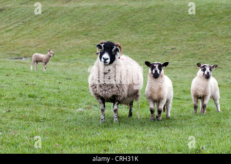 Un Swaledate Moutons et deux agneaux avec un autre agneau dans l'arrière-plan. Dans un champ dans le Yorkshire Dales Banque D'Images