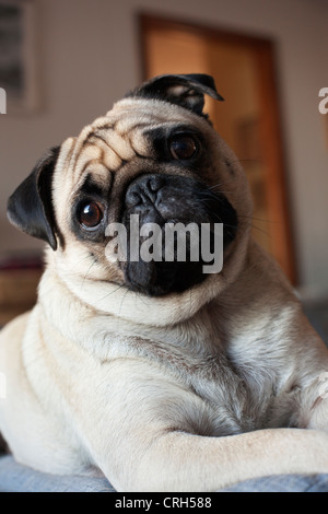 Pug dog Pet relaxant. Banque D'Images