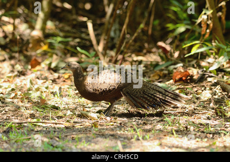 Belle femelle gris-paon (Polyplectron bicalcaratum faisan) dans la forêt thaïlandaise Banque D'Images