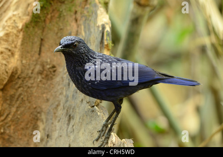 Belle blue whistling thrush (Myiophoneus caeruleus) dans la forêt thaïlandaise Banque D'Images