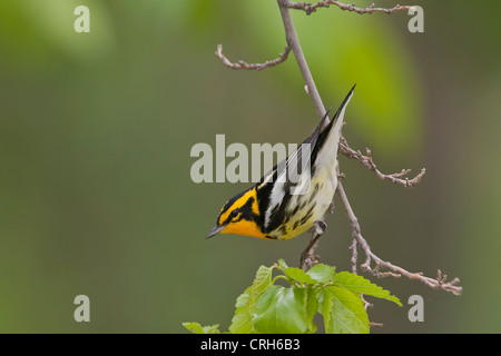 Paruline à gorge orangée mâle sur branche Cottonwood Banque D'Images