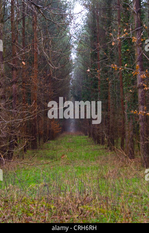 Chemin bordé d'arbres dans la forêt de Thetford, Thetford, Norfolk, Angleterre Banque D'Images