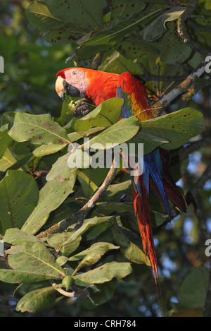 Ara rouge (Ara macao) se nourrissant de fruits dans un amandier tropical. Parc national de Corcovado, péninsule d'Osa, au Costa Rica. Banque D'Images