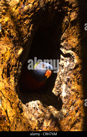 Rainbow Lorikeet (Trichoglossus haematodus) Banque D'Images